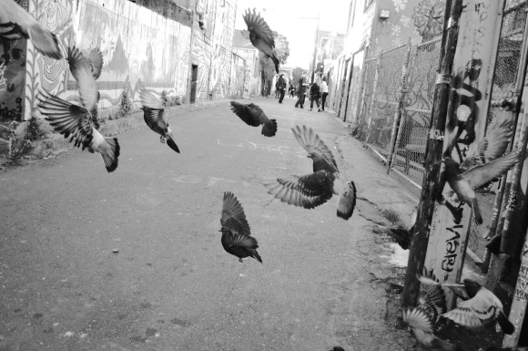 Pigeons