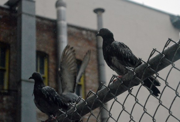 PigeonFence