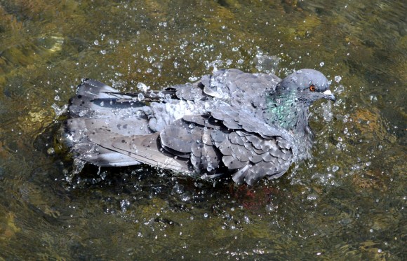 PigeonBath