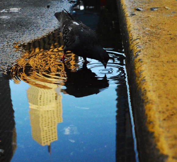 PigeonPuddle
