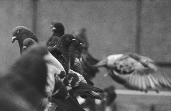 Pigeons
