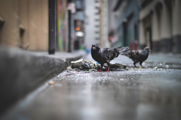 Pigeons